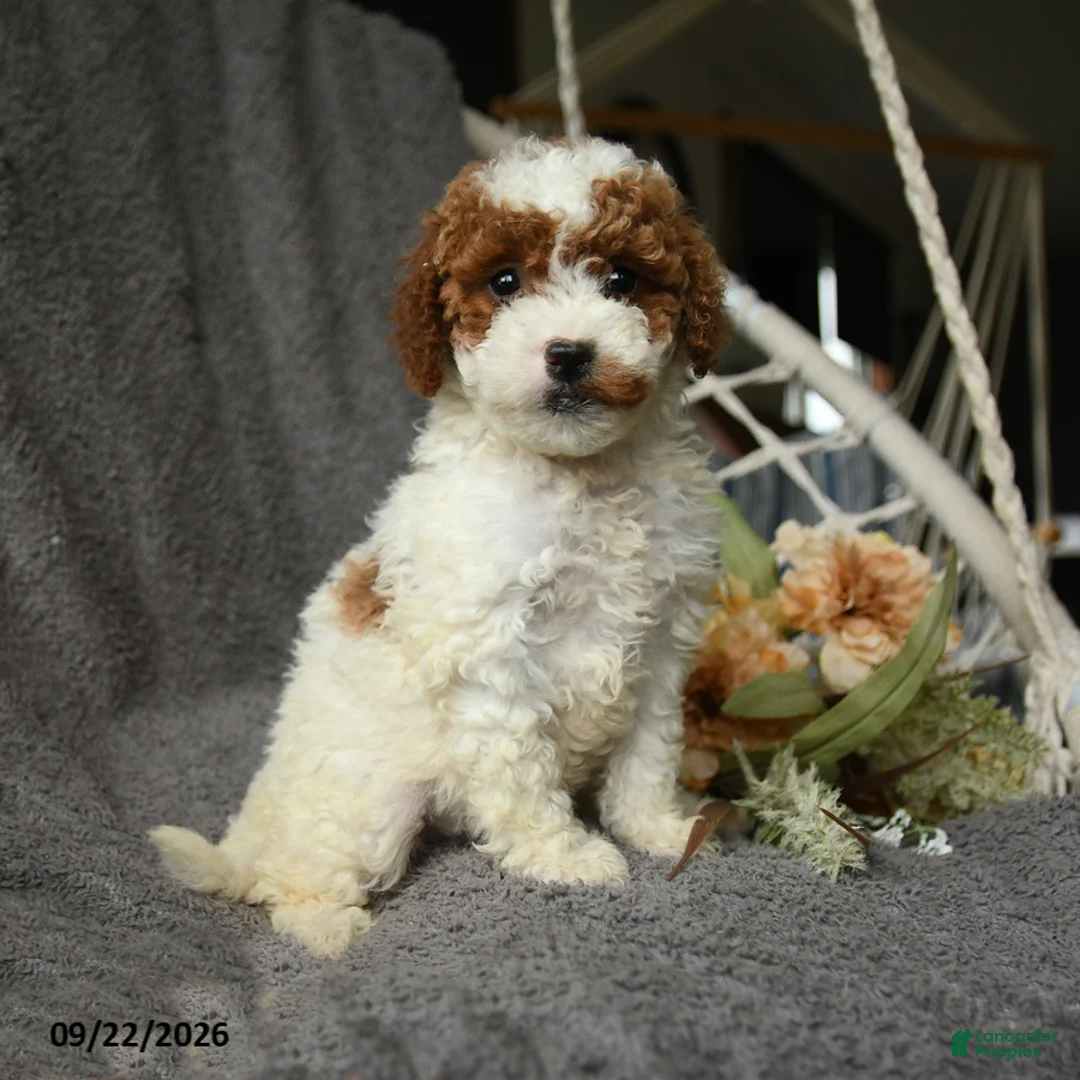 Goldendoodle dogs for sale: Genevive - Ad 1