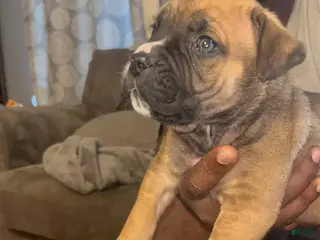 Mixed Breed dogs Chunk Rock - Ad 7