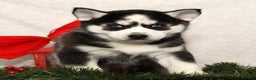 Siberian Husky dogs for sale: Dancer - Ad 1