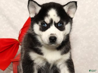 Siberian Husky dogs Dancer - Ad 1