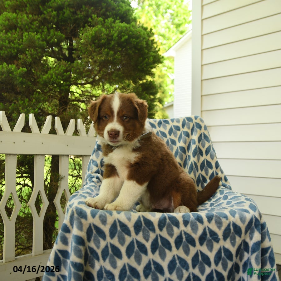 Miniature Australian Shepherd dogs Dewy - Ad 2