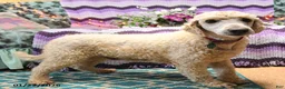 Mini Goldendoodle dogs for sale: Karabell  - Ad 6
