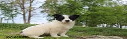 Mixed Breed dogs for sale: Jake - Ad 6
