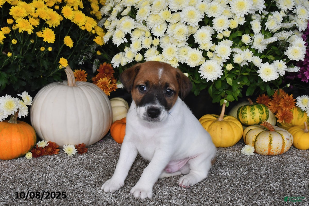 Jack Russell Terrier dogs Riley - Ad 22