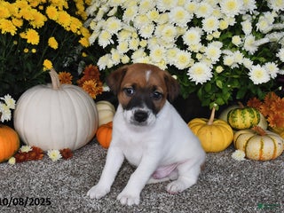 Jack Russell Terrier dogs Riley - Ad 33