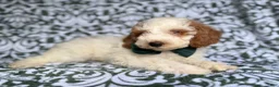 Cockapoo dogs for sale: Jax - Ad 4