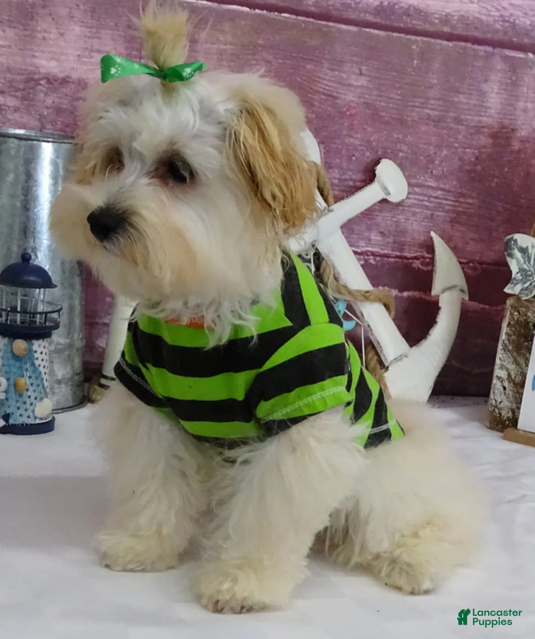 Maltipoo dogs for sale: Jesse - Ad 2