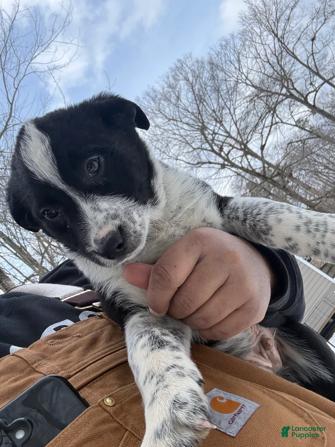 Border Collie dogs for sale: Border Collie Puppy 7 - Ad 1