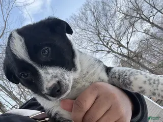 Border Collie dogs Border Collie Puppy 7 - Ad 10