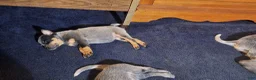 Australian Cattle Dog dogs for sale: Australian Cattle Dog 3 - Ad 5