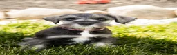 Miniature Schnauzer dogs for sale: Susie - Ad 2