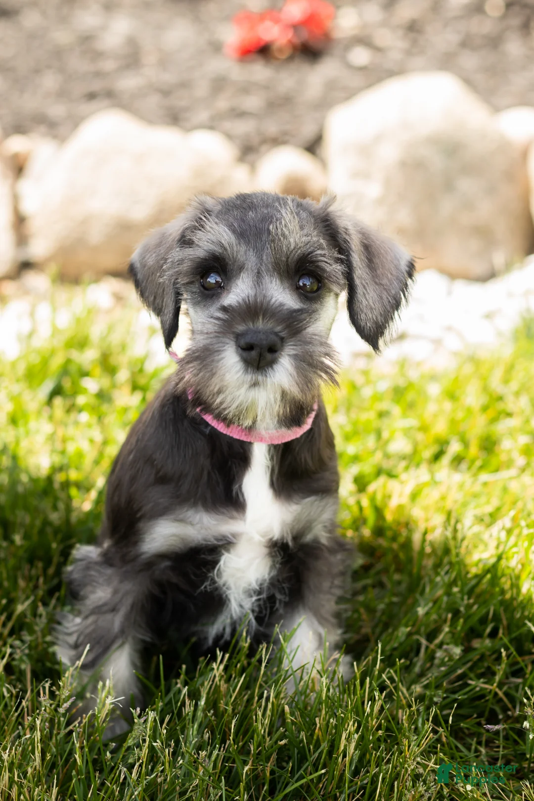 Miniature Schnauzer dogs for sale: Susie - Ad 2