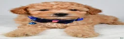 Miniature Poodle dogs for sale: Brady - Ad 3