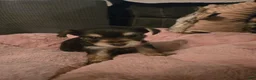 Yorkshire Terrier dogs for sale: Yorkshire Terrier Puppy 4-Mrs Red - Ad 2