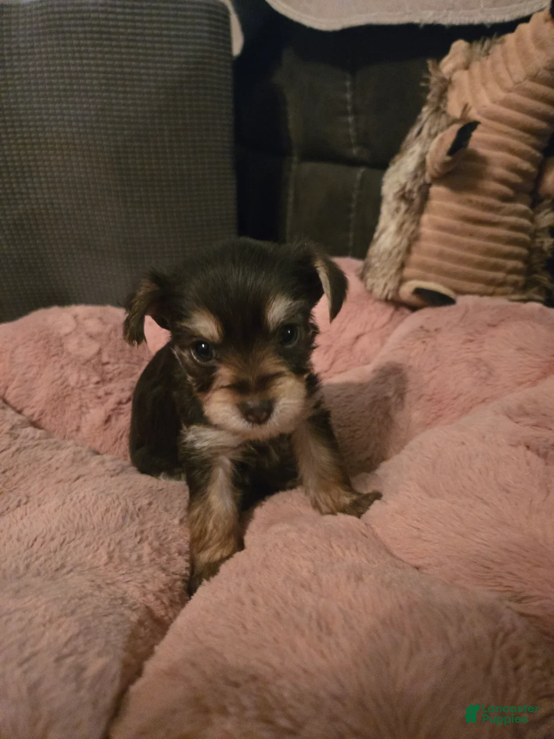 Yorkshire Terrier dogs for sale: Yorkshire Terrier Puppy 4-Mrs Red - Ad 2