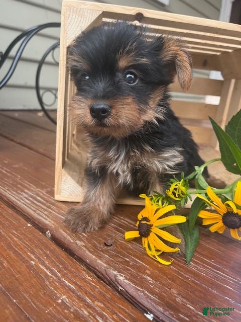 Yorkshire Terrier dogs Alex - Ad 2