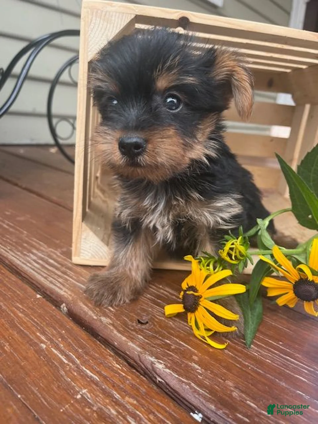 Yorkshire Terrier dogs for sale: Alex - Ad 2