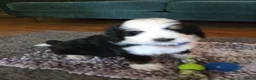 Bernedoodle dogs for sale: Bernedoodle 1 Blue Collar  - Ad 4