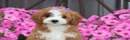 Mini Goldendoodle dogs for sale: Miss Fancy - Ad 2
