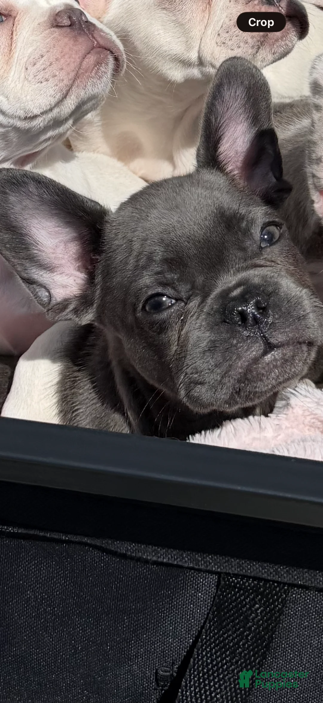 French Bulldog dogs for sale: Rexx - Ad 2