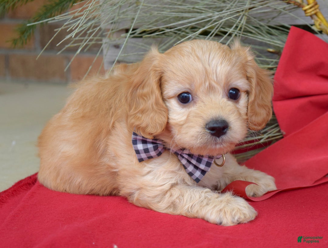 Cavachon dogs for sale: Conner - Ad 3