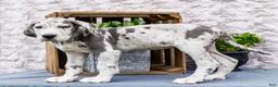 Great Dane dogs for sale: Kara - Ad 10