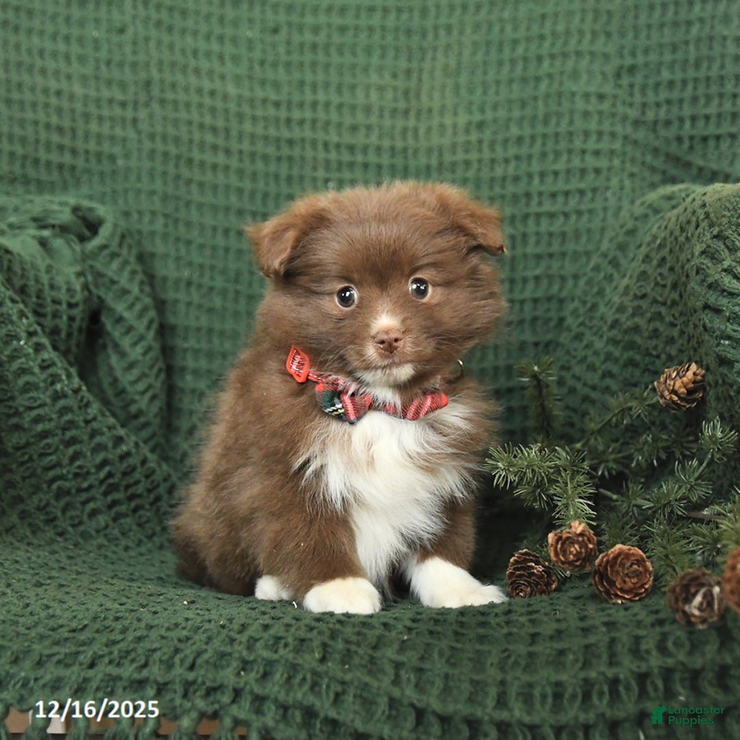 Pomeranian dogs for sale: Beulah - Ad 2