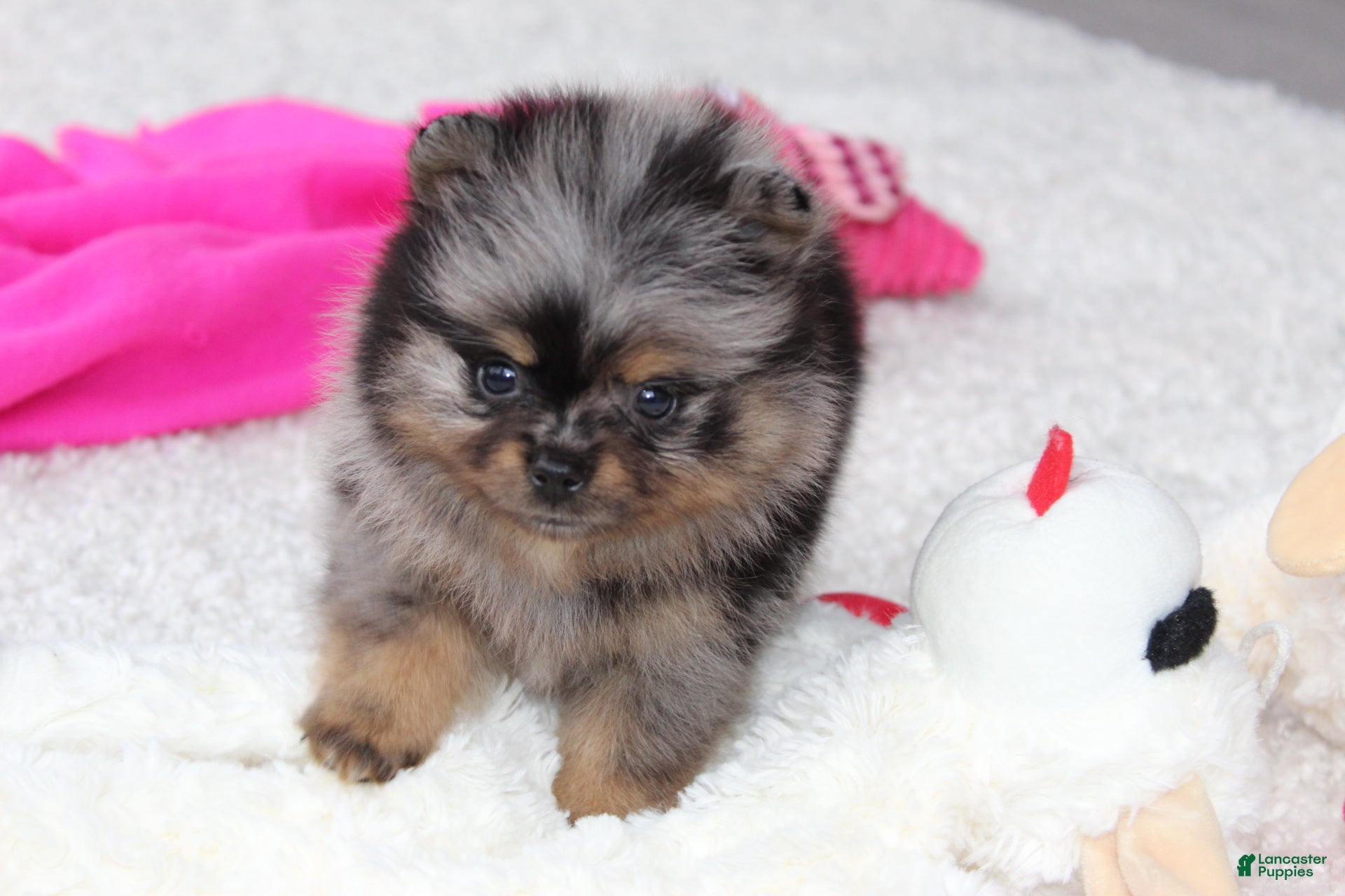 Pomeranian dogs Lexi - Ad 2