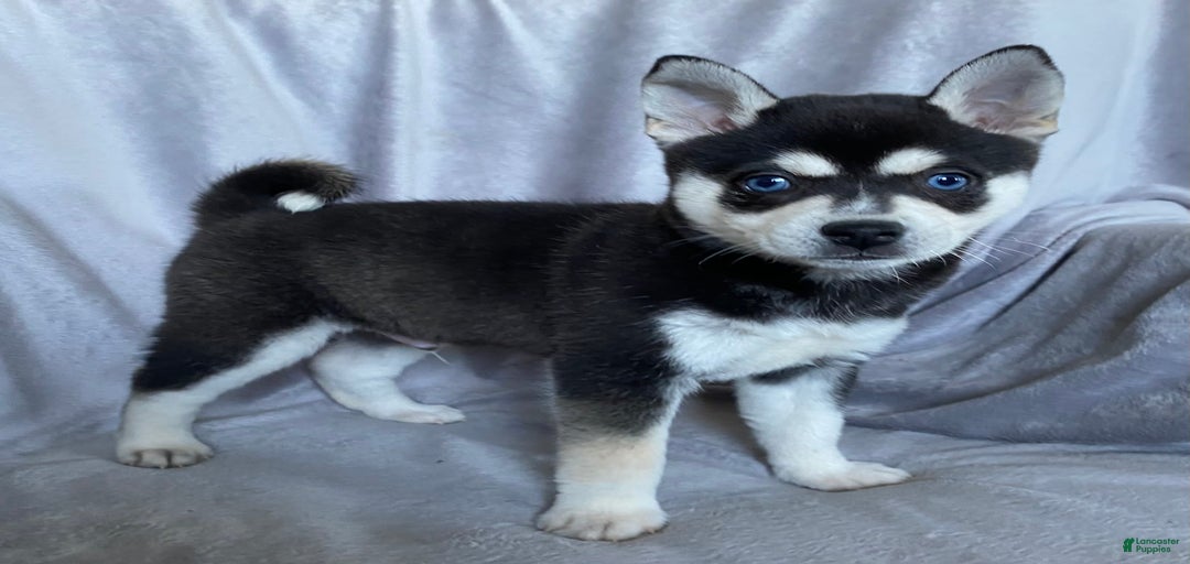 Gallery Image {{count}}