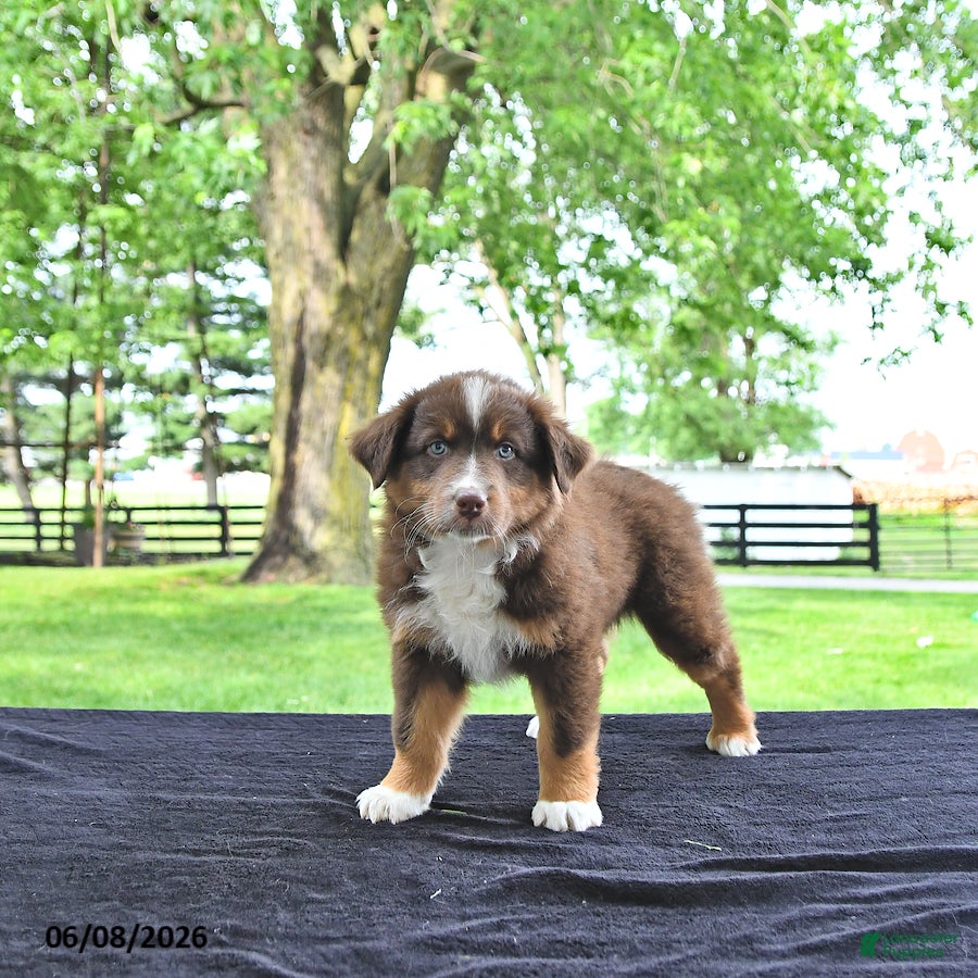Australian Shepherd dogs Dusty - Ad 2