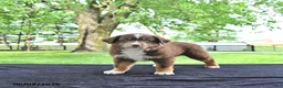 Australian Shepherd dogs for sale: Dusty - Ad 2