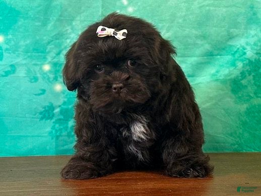 Mixed Breed dogs Brownie Female Shichon - Ad 1