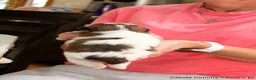 Malshi dogs for sale: Lucy - Ad 1