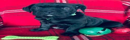 Cane Corso dogs for sale: Cane Corso Puppy 1 - Ad 4