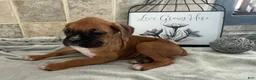 Boxer dogs for sale: Luke - Ad 1