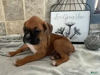 Boxer dogs Luke - Ad 9