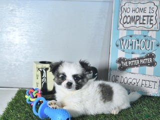 Chihuahua dogs - Ad 36