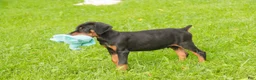 Doberman Pinscher dogs for sale: Griffin - Ad 6