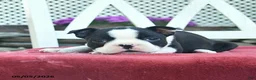 Boston Terrier dogs for sale: Poppy  - Ad 4