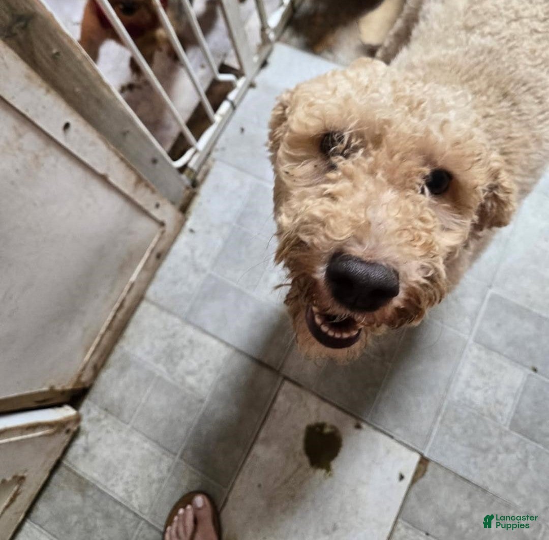 Goldendoodle dogs for sale: Goldendoodle Puppy 2 - Ad 2