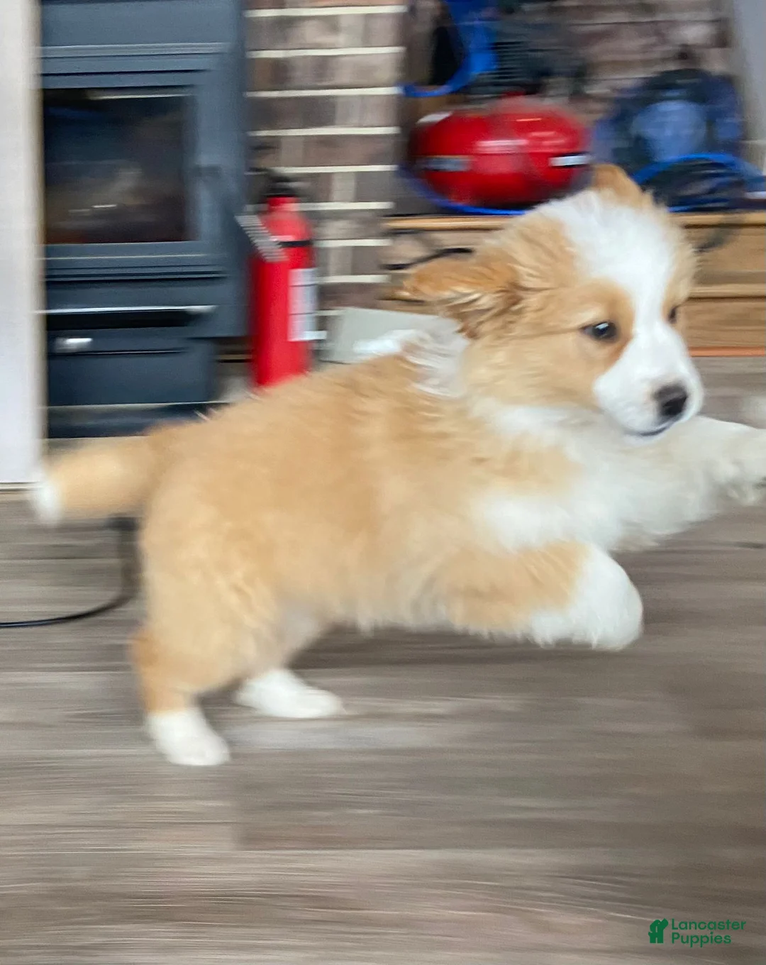 Australian Shepherd dogs for sale: Luke - Ad 1