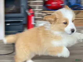 Australian Shepherd dogs for sale: Luke - Ad 1