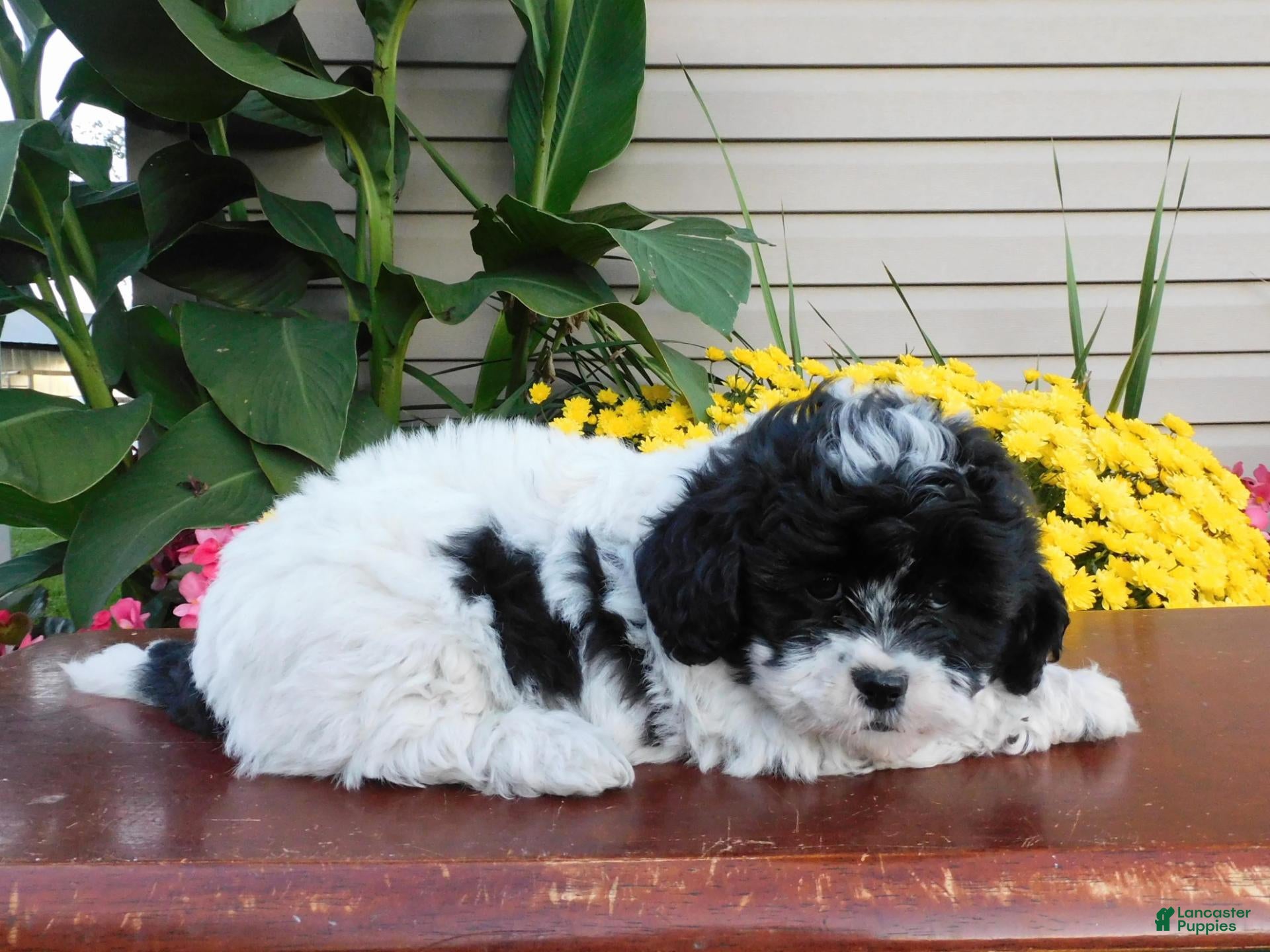 Teddy Bear dogs Doublestuff - Ad 2