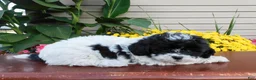 Teddy Bear dogs for sale: Doublestuff - Ad 2