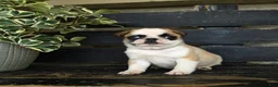 Pug dogs for sale: Fettuccine - Ad 3