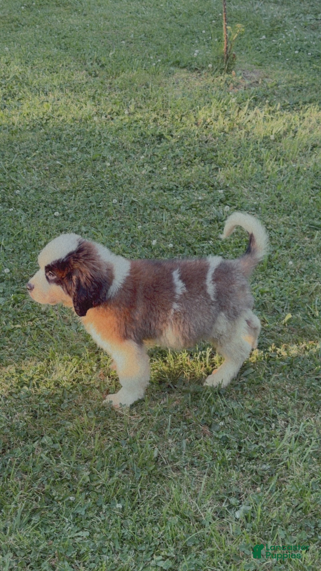 Saint Bernard dogs Saint Bernard 4 - Ad 23