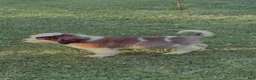 Saint Bernard dogs for sale: Saint Bernard 4 - Ad 1