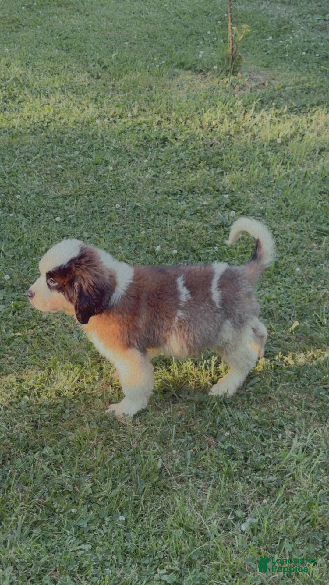 Saint Bernard dogs for sale: Saint Bernard 4 - Ad 1