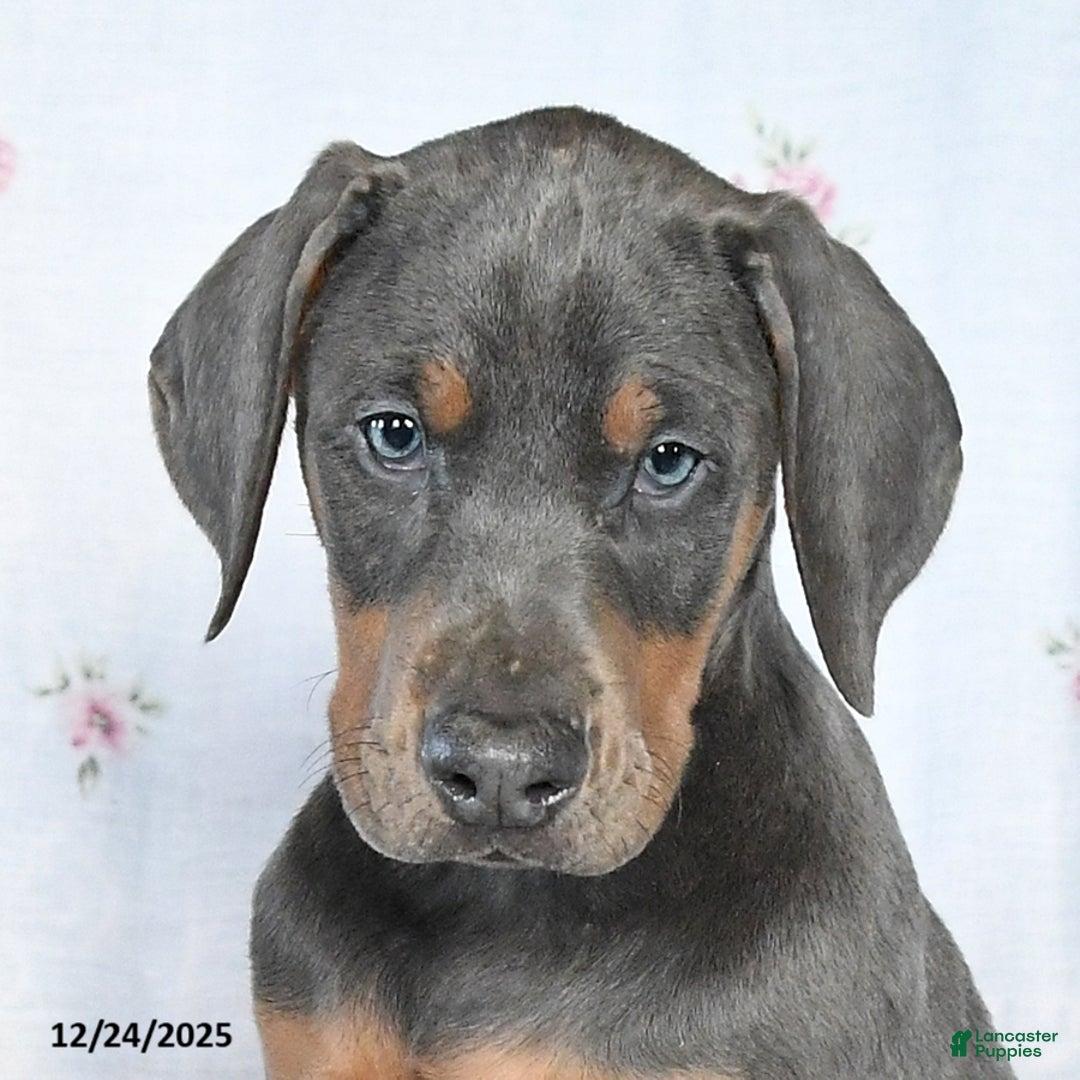 Doberman Pinscher dogs for sale: Suzie - Ad 2