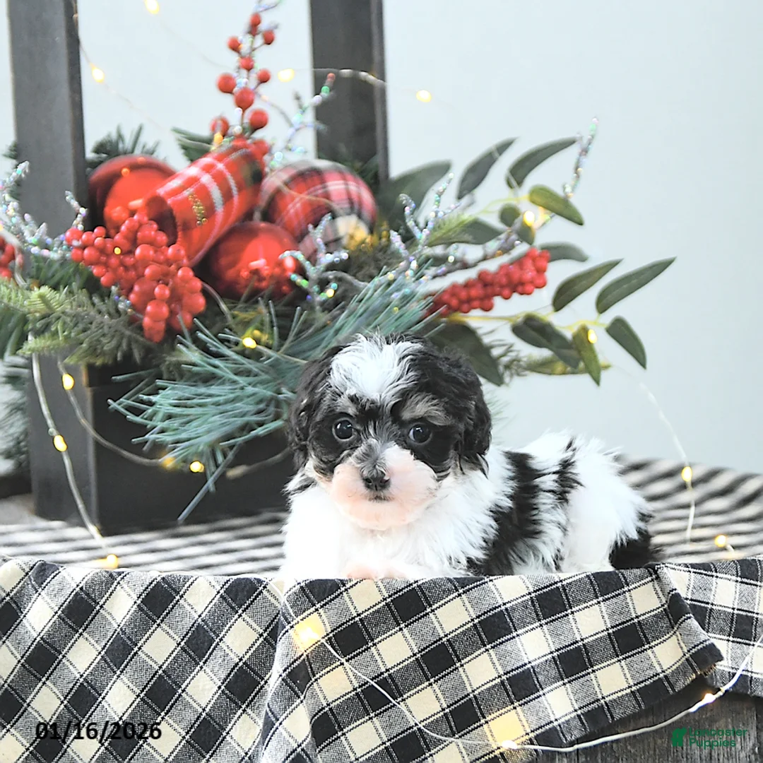 Havapoo dogs for sale: Elf EXTRA SMALL - Ad 7